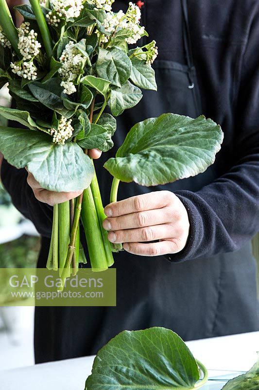 Creation of a wedding bouquet with calla, viburnum flowers and saxifrage leaves.