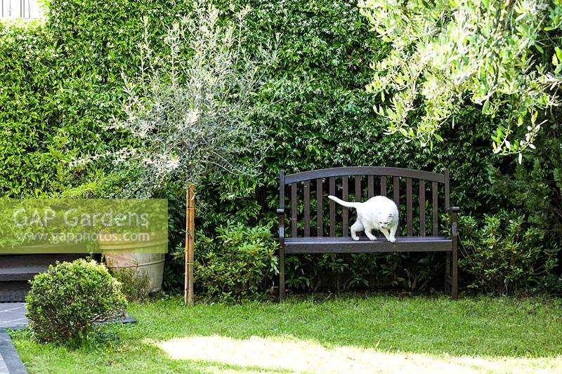 Pet cat on wooden bench.