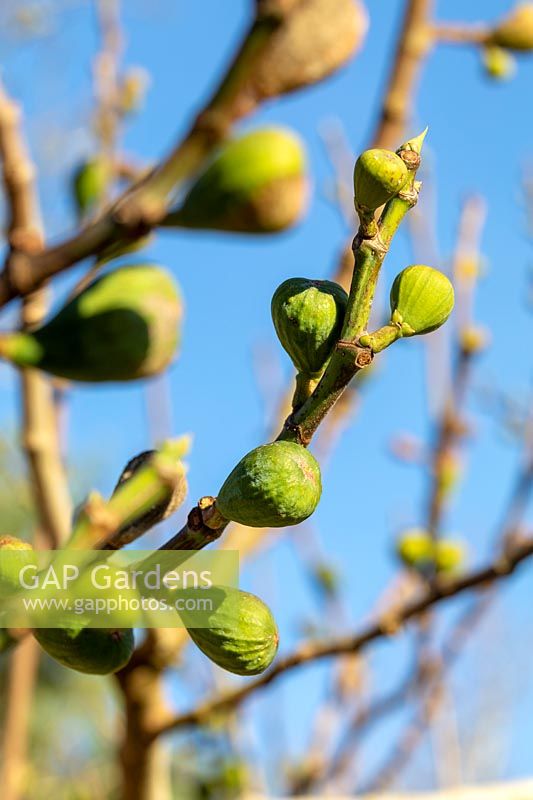 Ficus 'Brown Turkey' - Fig - against a blue sky