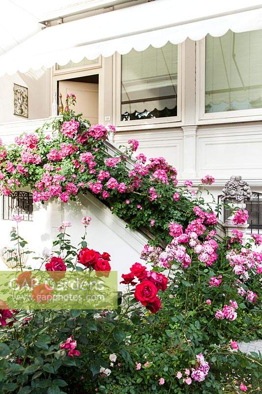 Flowering roses grow up staircase in Italian garden. 