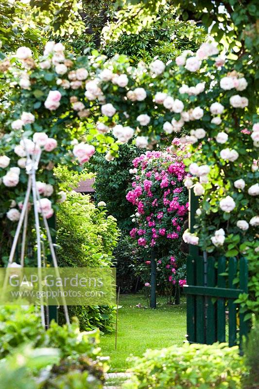 View into flowering rose garden.
