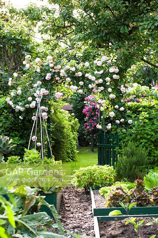 View from the kitchen garden through to rose garden, with 'Pierre de Ronsard' roses