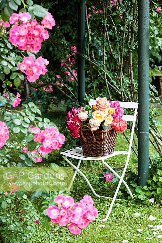 A basket of fresh roses arranged in basket in the garden. 