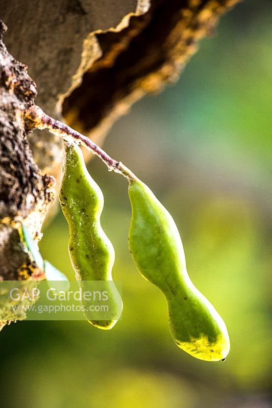 Ceratonia siliqua - Carob - close up of bean forming 