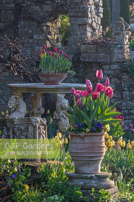 Tulips flowering in containers at Hever Castle, Kent, UK.