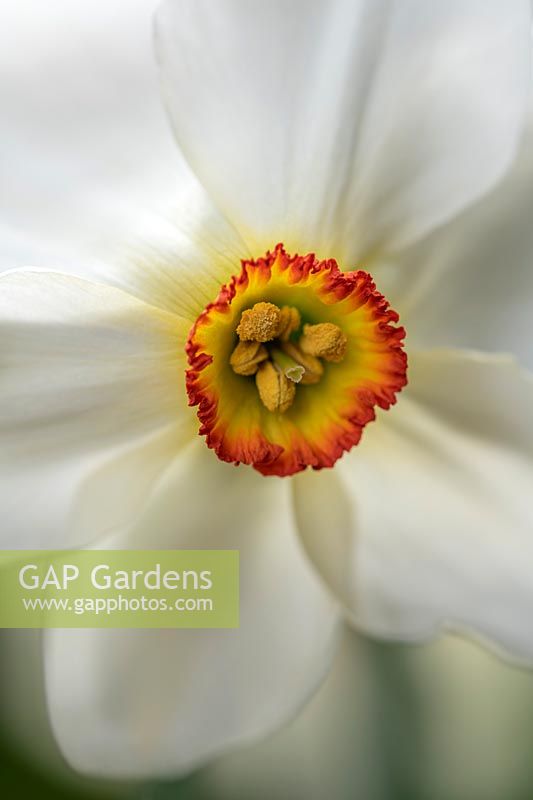 Narcissus 'Actaea' - Daffodil or Pheasant's Eye