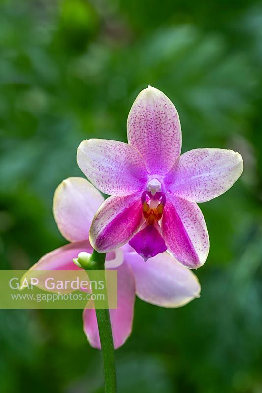 Phalaenopsis 'Liodora' - Moth Orchid