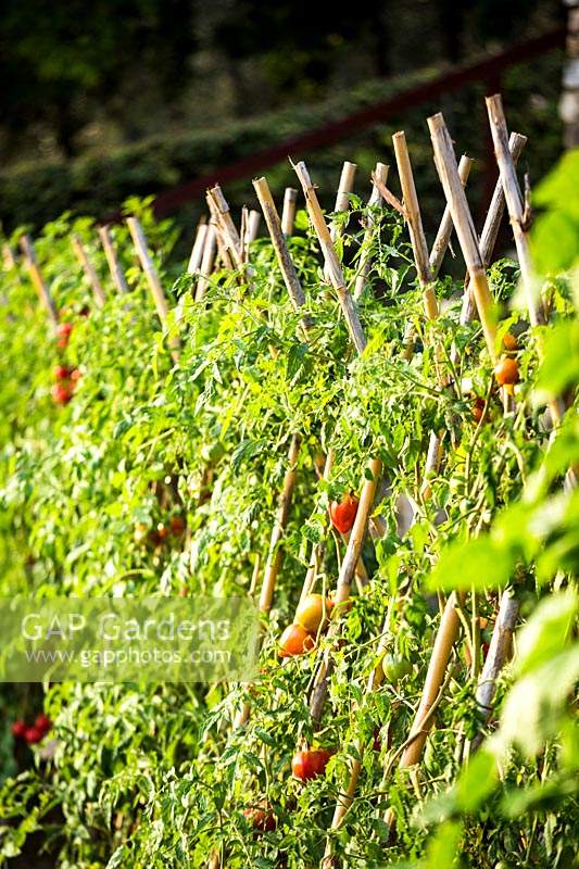 Tomatoes supported by bamboo canes in the Kitchen garden. Ferragamo garden, Tuscany, Italy.
