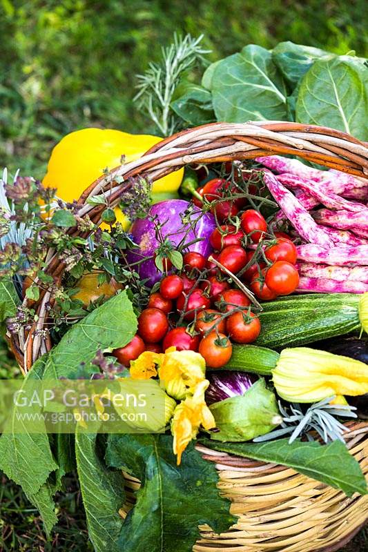 Basket of freshly harvested vegetables. 