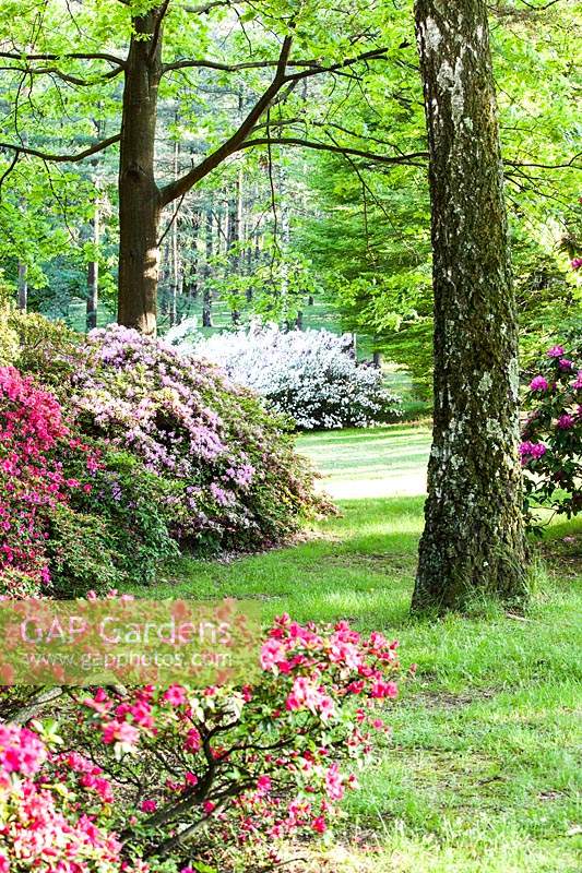 A mix of Azaleas, Rhododendrons, Heather and Camellias in the summer border