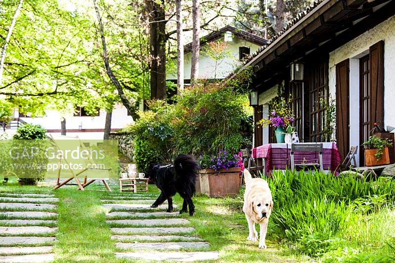 Pet dogs walking through garden