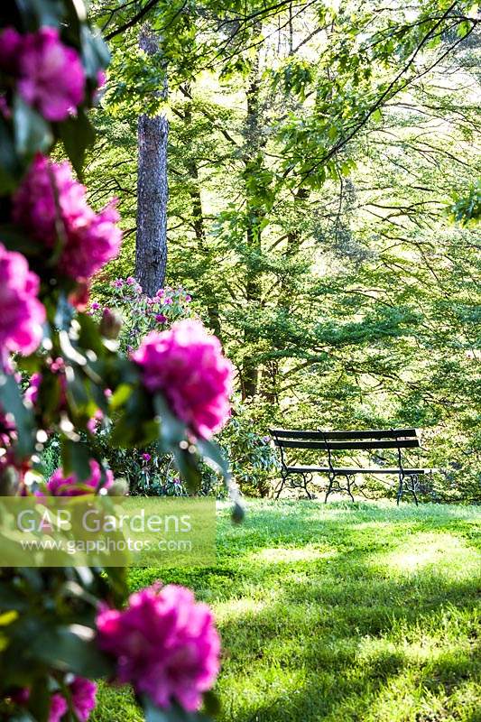 View past Rhododendrons to a bench on the lawn 