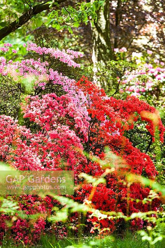 Border of a mix Rhododendrons in the woodland garden