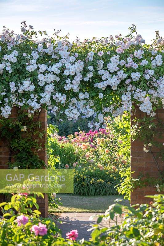 Rosa 'Adelaide d'Orleans' AGM trained along a wall