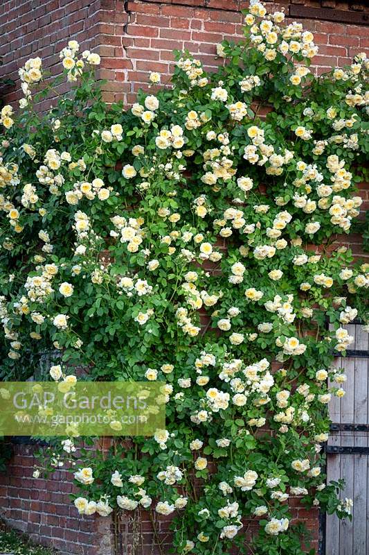 Rosa 'The Pilgrim' syn. 'Auswalker' AGM growing on the wall of a barn