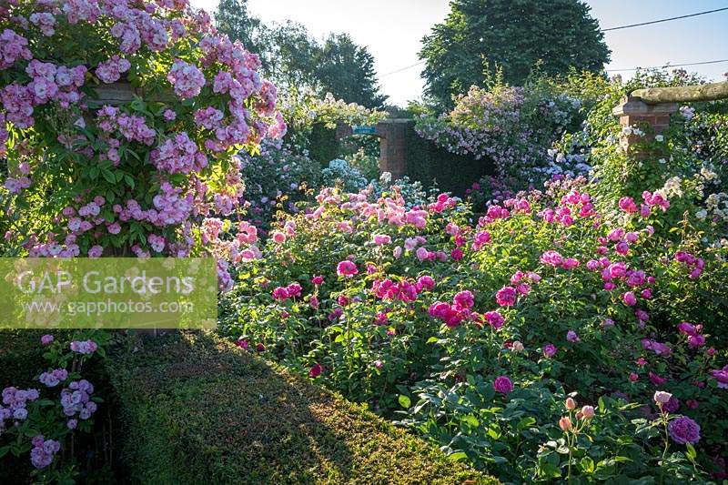 Roses in The Long Garden at David Austin Roses. Rosa 'Blush Rambler' on the pergola, Rosa 'James L. Austin' syn.'Auspike' in the foreground