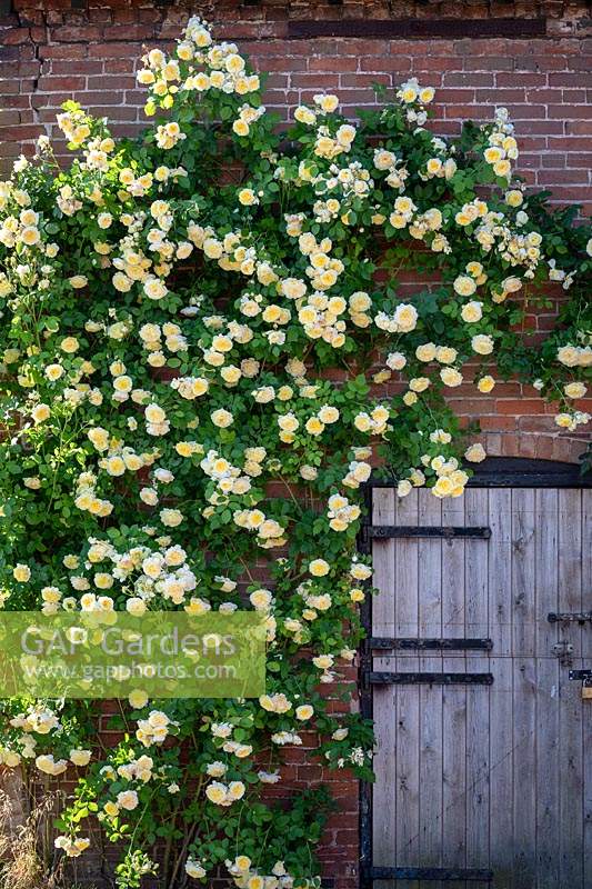 Rosa 'The Pilgrim' syn. 'Auswalker' growing on the wall of a barn