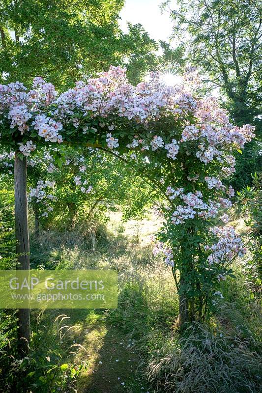 Rosa 'Francis E. Lester' AGM growing over a wooden arch in a wild area of the garden