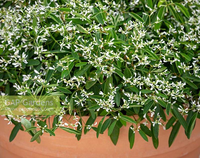 Euphorbia hypericifolia 'Silver Fog'