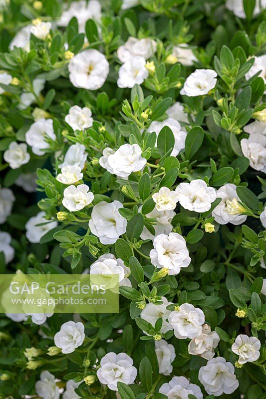 Calibrachoa Can Can 'Double White Improved' - Million bells