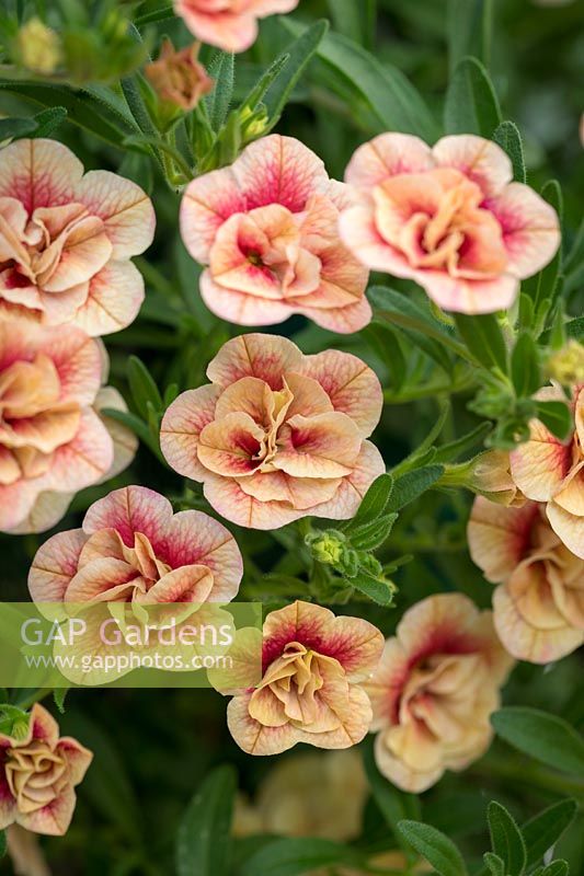Calibrachoa Can Can 'Double Apricot with Red Eye' - Miilion bells