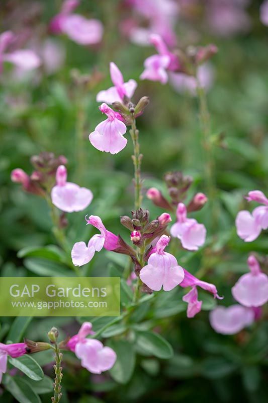 Salvia greggii Mirage Soft Pink