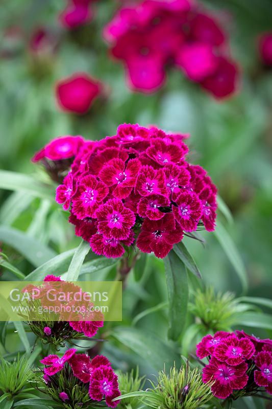 Dianthus barbatus F1 Dash Violet - Sweet William