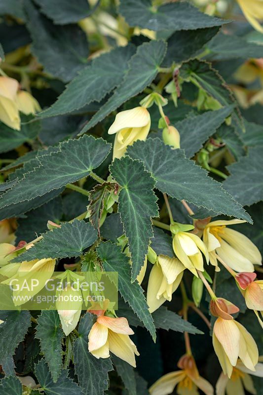 Begonia F1 'Starshine Yellow'