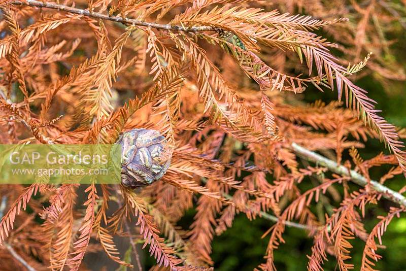 Metasequoia glyptostroboides in autumn with cones - Dawn Redwood