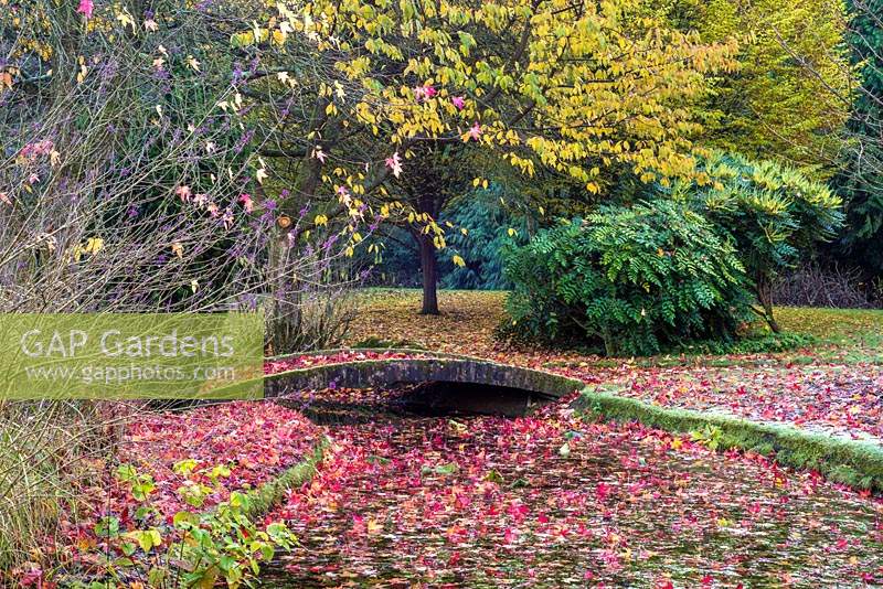 Frosty Japanese inspired low bridge over stream with fallen leaves from Liquidamber tree