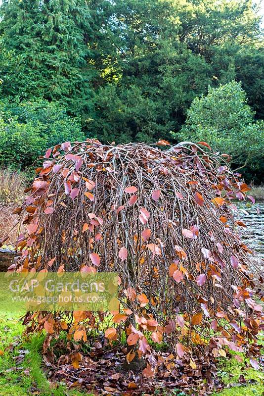Fagus sylvatica 'Pendula' - Weeping Beech in late autumn