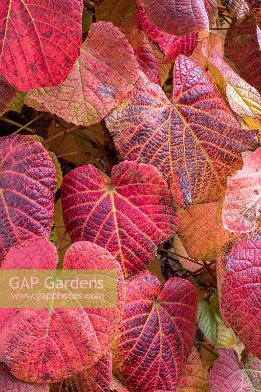 Vitis coignetiae - Crimson Glory Vine autumn colour