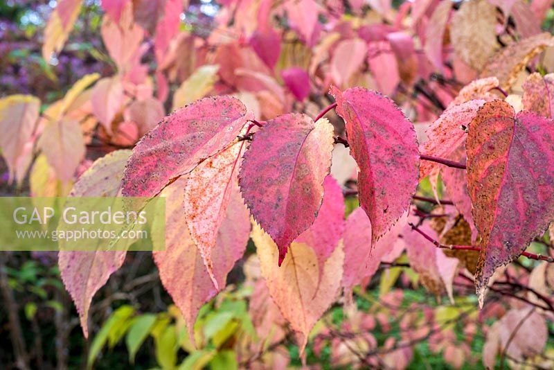 Euonymus hamiltonias - Autumn colour