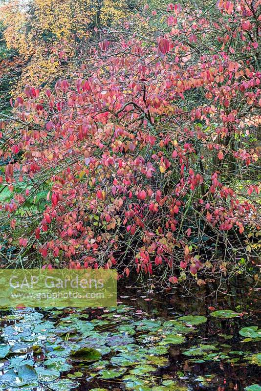 Euonymus alatus with autumn colour by pool