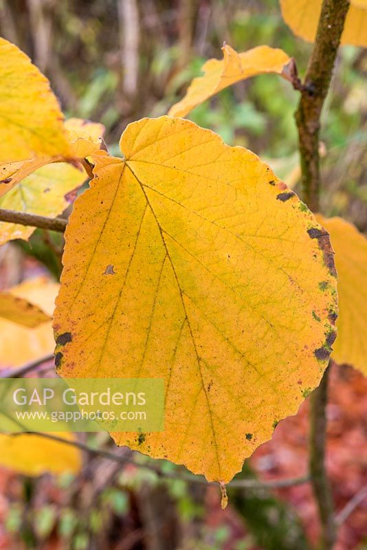 Hamamellis mollis leaf with autumn colour