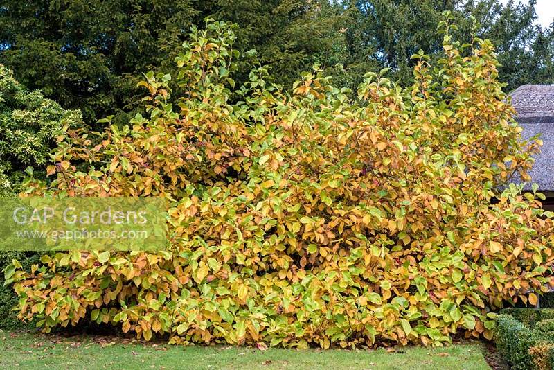 Magnolia kobus - autumn seedhead
