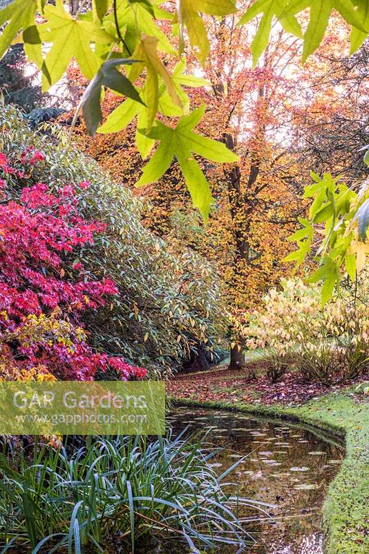 Stream overlooked by Acers and trees with autumn colour