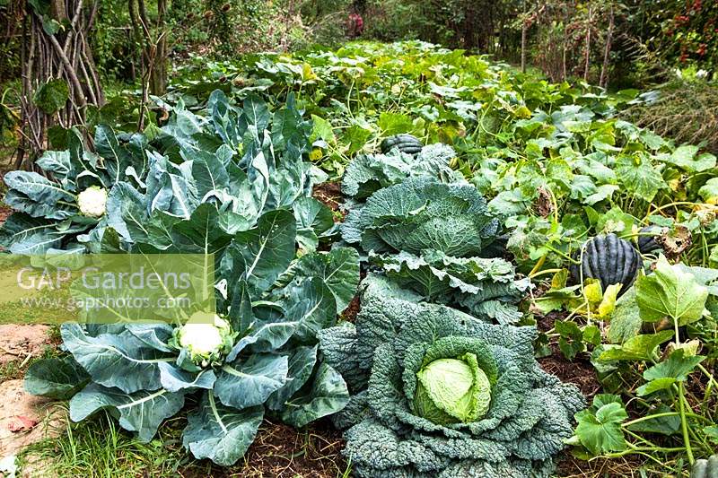 Cabbage and cauliflower in the vegetable garden 