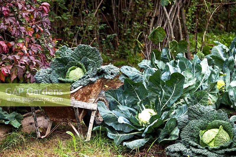 Cabbage and cauliflower in the vegetable garden in wooden wheelbarrow 