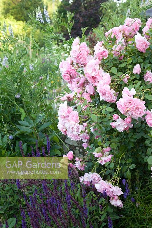 Rosa 'Bonita' - Shrub Rose - overhanging Salvia 'Caradonna'