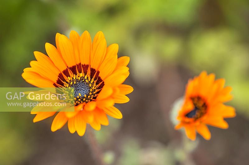 Arctotis fastuosa 'Orange Prince' - Cape Daisy, Monarch of the Veldt, African Daisy- syn Anemonospermos fastuosa, Arctotis aurea