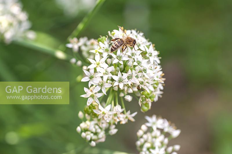 Blooming Allium canadense - Wild Garlic, Meadow Garlic, Wild Onion - with pollinating bee