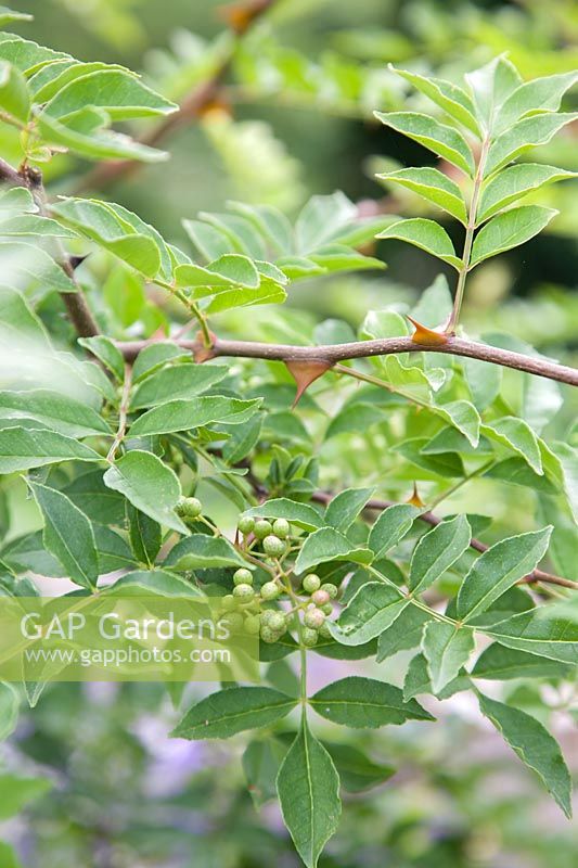 Zanthoxylum piperatum - Japanese Pepper, Sichuan Peppercorn - berries are a constituent of 'Sichuan pepper' and 'Five-spice powder'