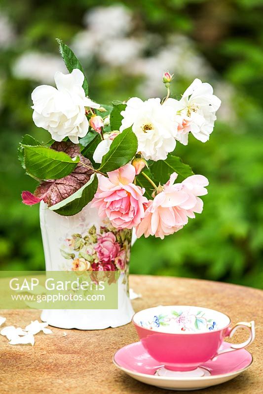 Cut Rosa - Rose - flower stems in a china jug on a table with cup and saucer