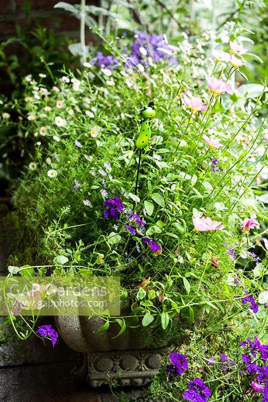 Container with: Erigeron karvinskianus, Oenothera, Brachycome, Verbena hybrid and ornament on a stick