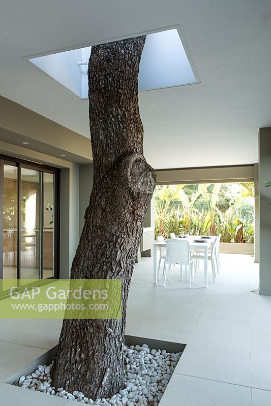 Trunk of Pinus halepensis - Aleppo Pine - has been incorporated into the architecture of house so it rises up through outdoor kitchen up to terrace