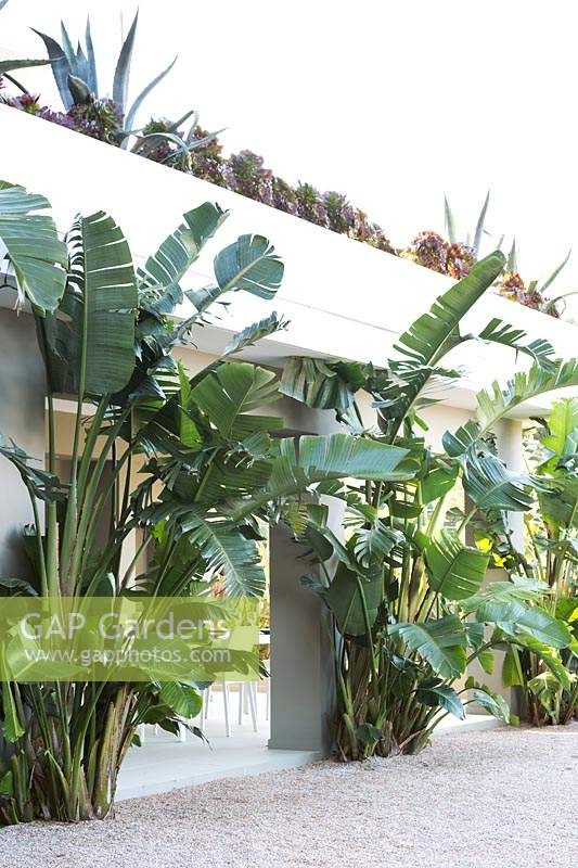 Planting around an outdoor terrace, Strelitzia nicolai - Bird of Paradise - growing against each pillar, on top of balcony row of Agave Americana and Aeonium arboreum 'Nigrum'