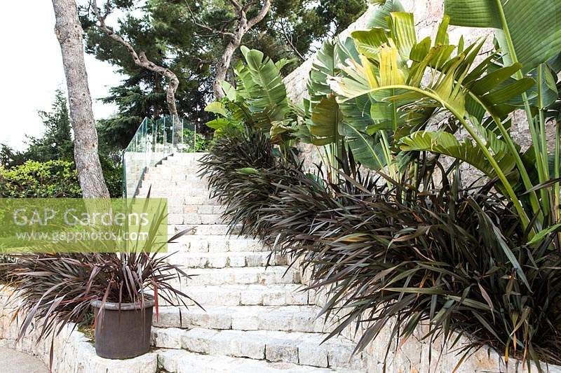 Stone raised bed, against a flight of steps, planted with Phormium tenax 'Dark Brown' and Strelitzia nicolai