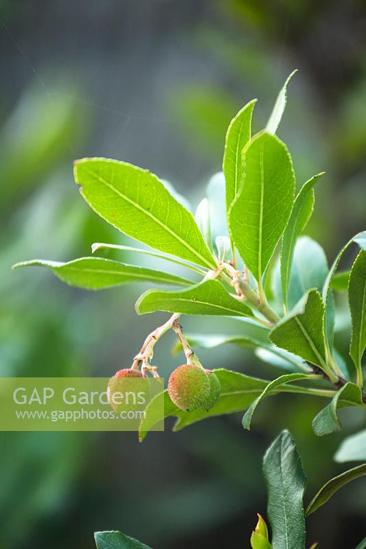 Arbutus unedo - Strawberry Tree - showing green fruits just turning red