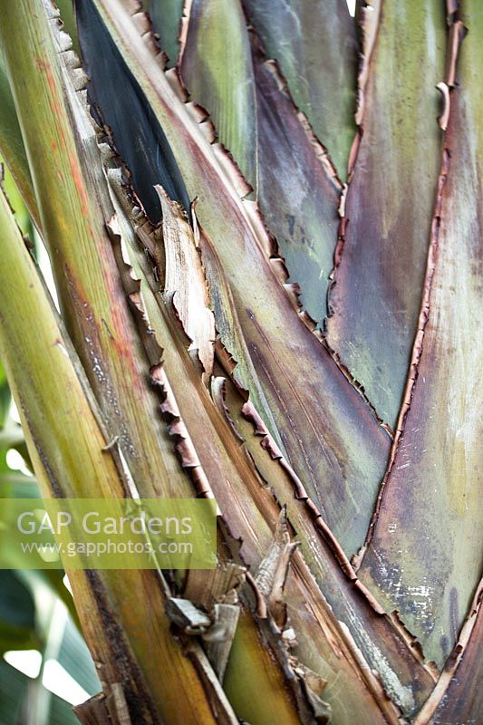 Strelitzia nicolai - Bird of Paradise - close up of base of leaf stalks
